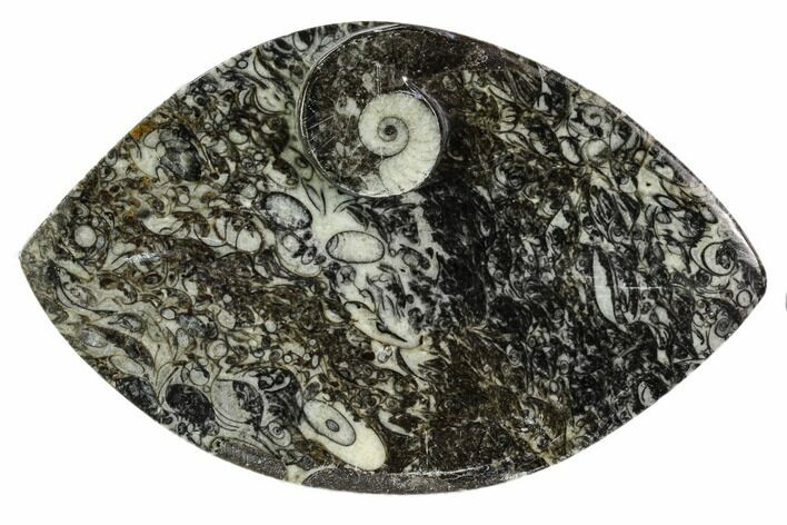 Wide, Fossil Goniatite Dish - Morocco #106703